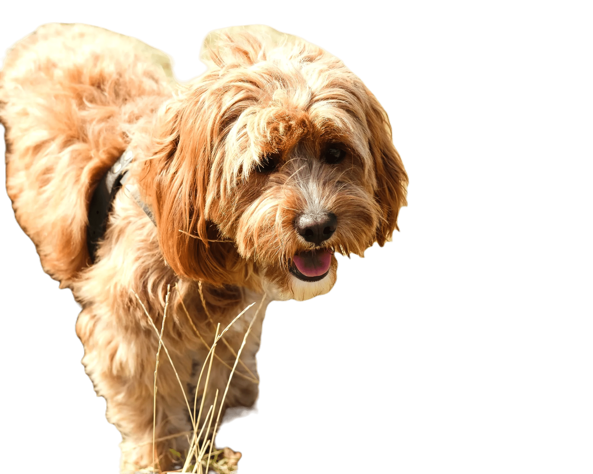 Pixlr AI Background Removal for a Dog