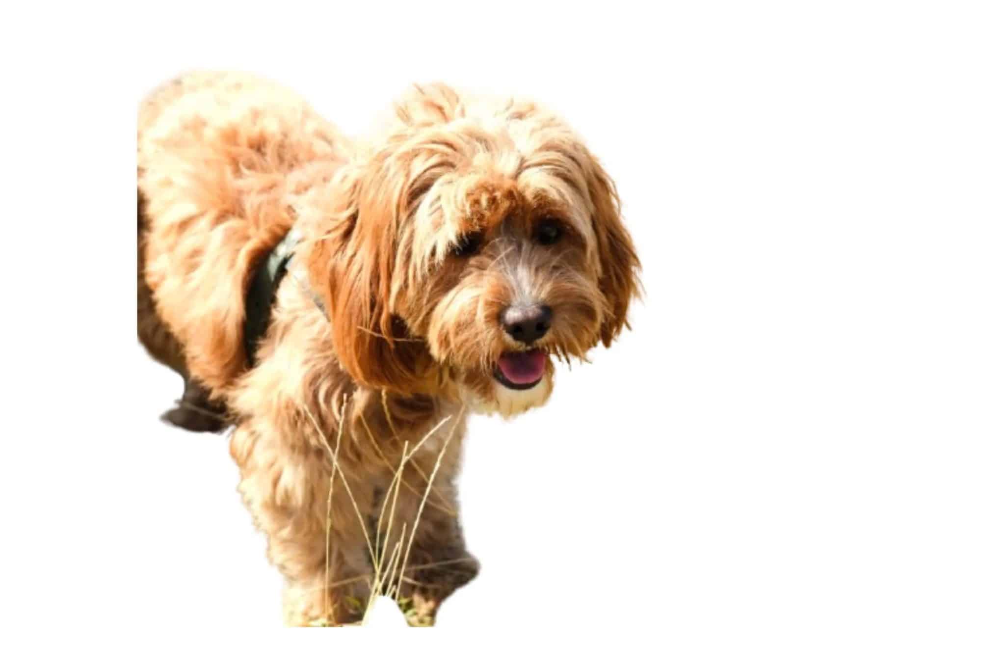 Remove.bg Background Removed From an Image