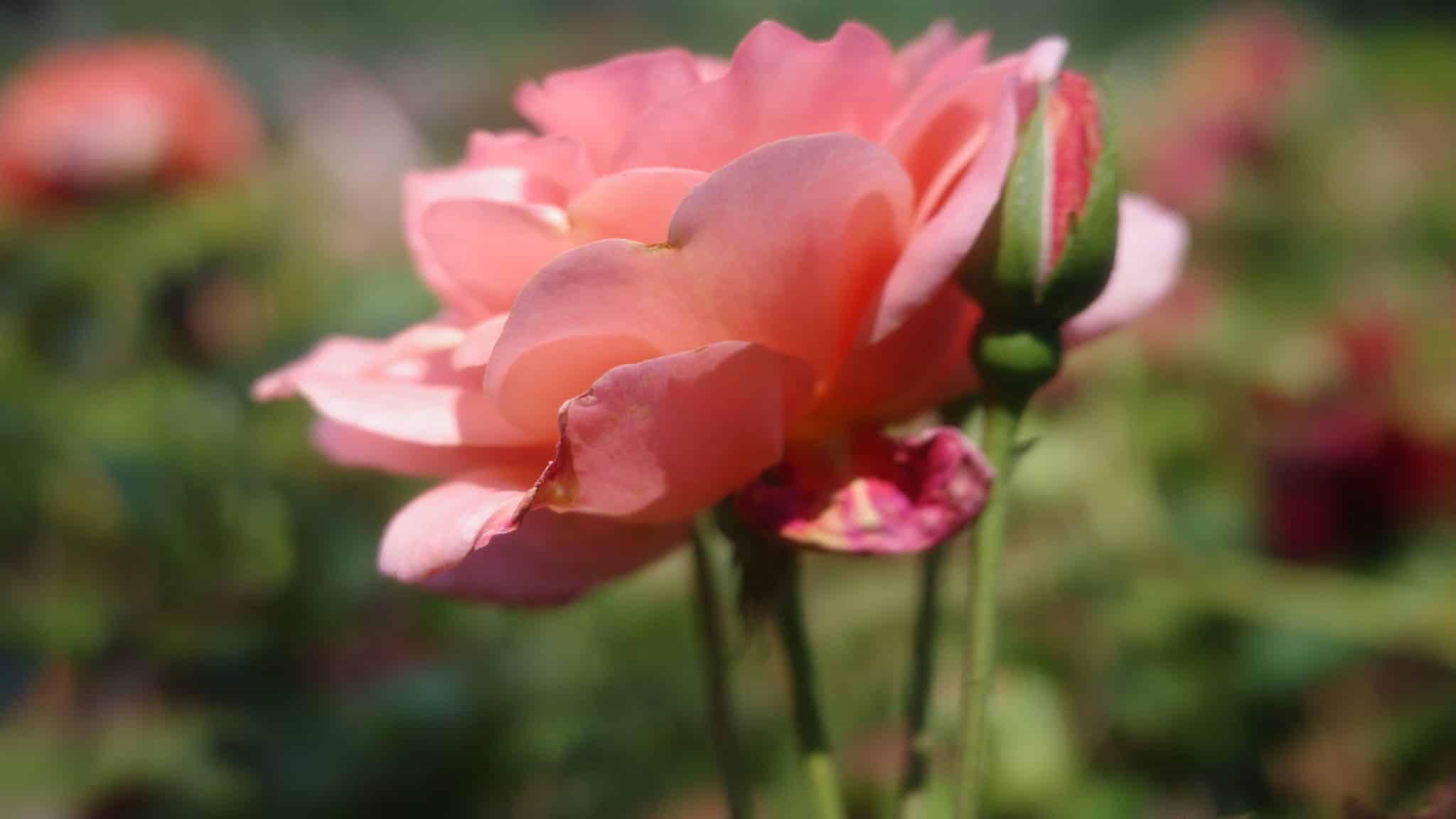 صورة لزهرة وردية تم تصويرها بكاميرا Ricoh GR IIIx HDF في وضع الماكرو