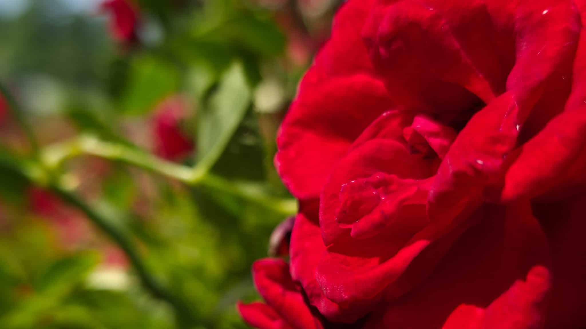 وردة حمراء تم تصويرها بهاتف Samsung Galaxy S25 Ultra بإعدادات دقة متنوعة