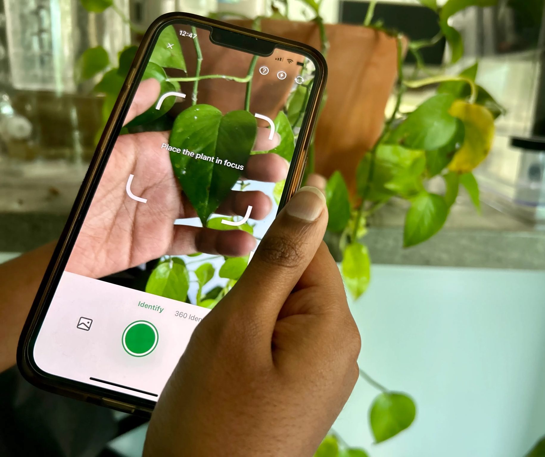 تطبيق للعناية بالنباتات على الهاتف