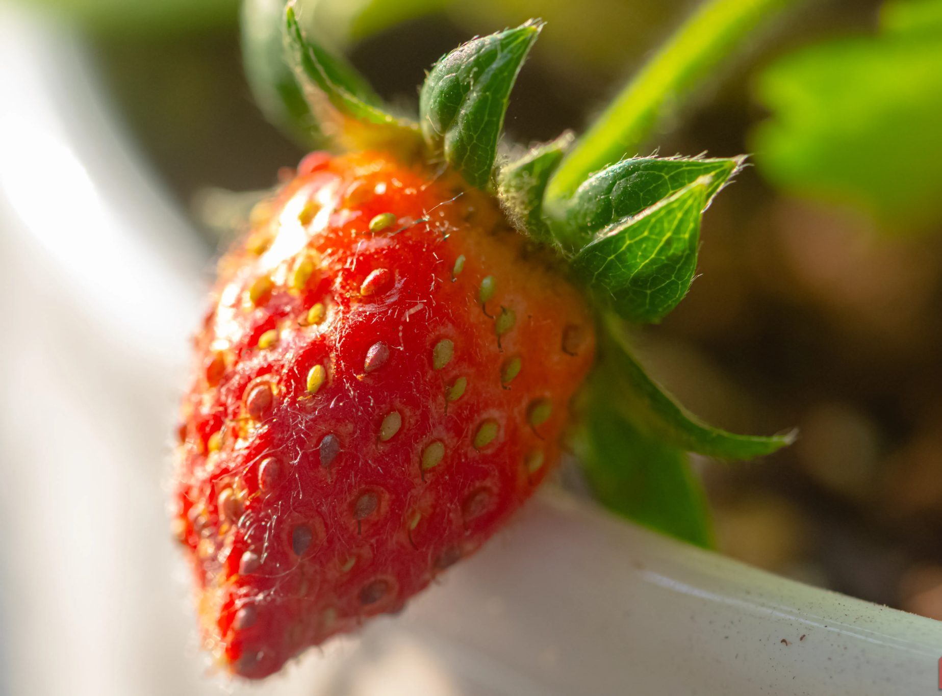 فراولة في أصيص