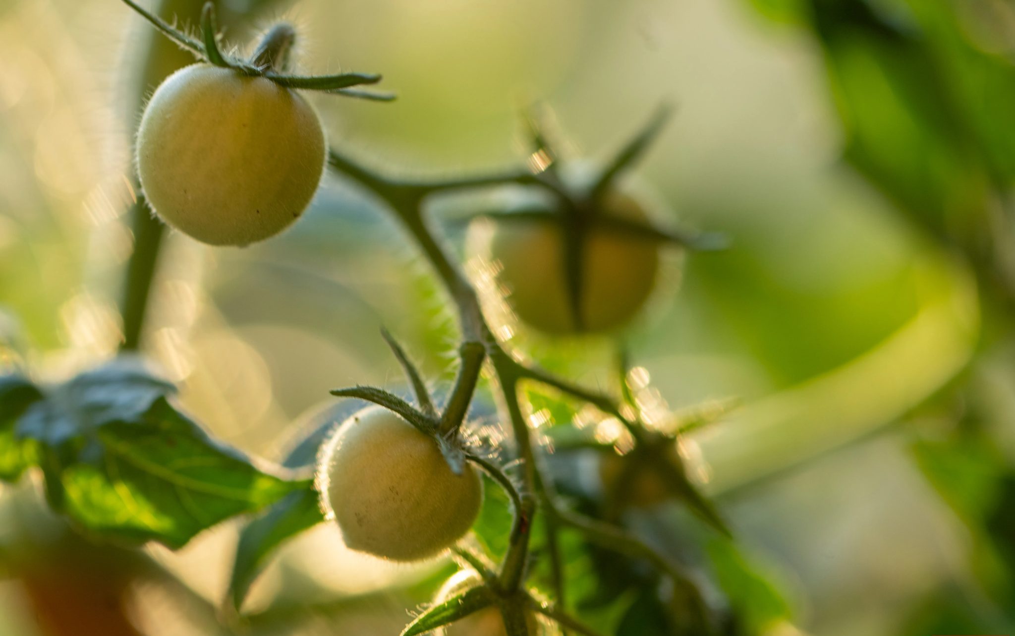 صورة مقربة لطماطم غير ناضجة على نبات