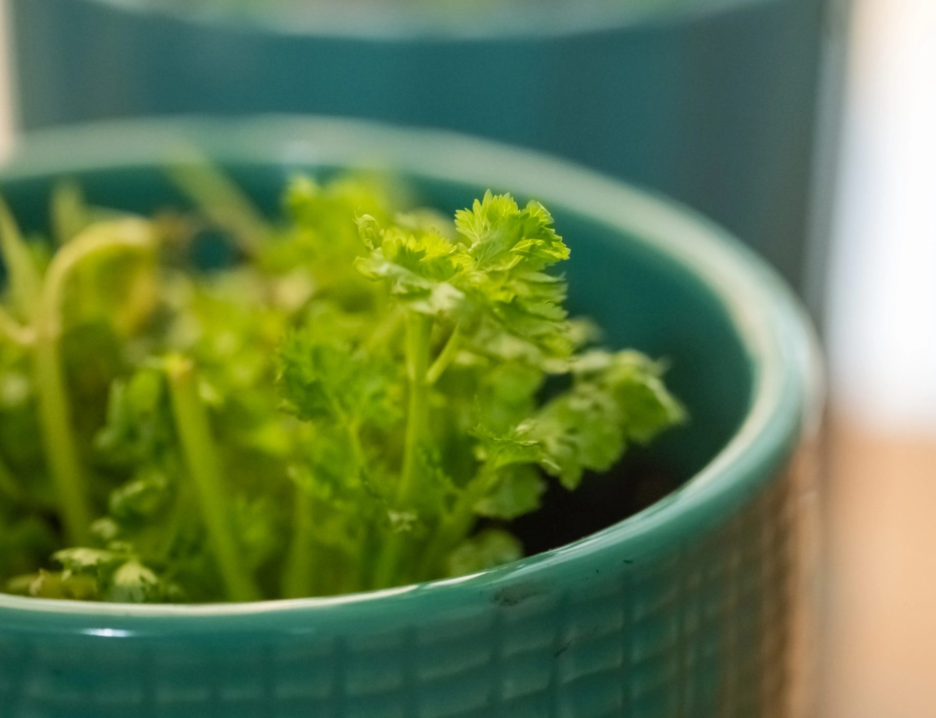 صورة مقربة للكزبرة في وعاء