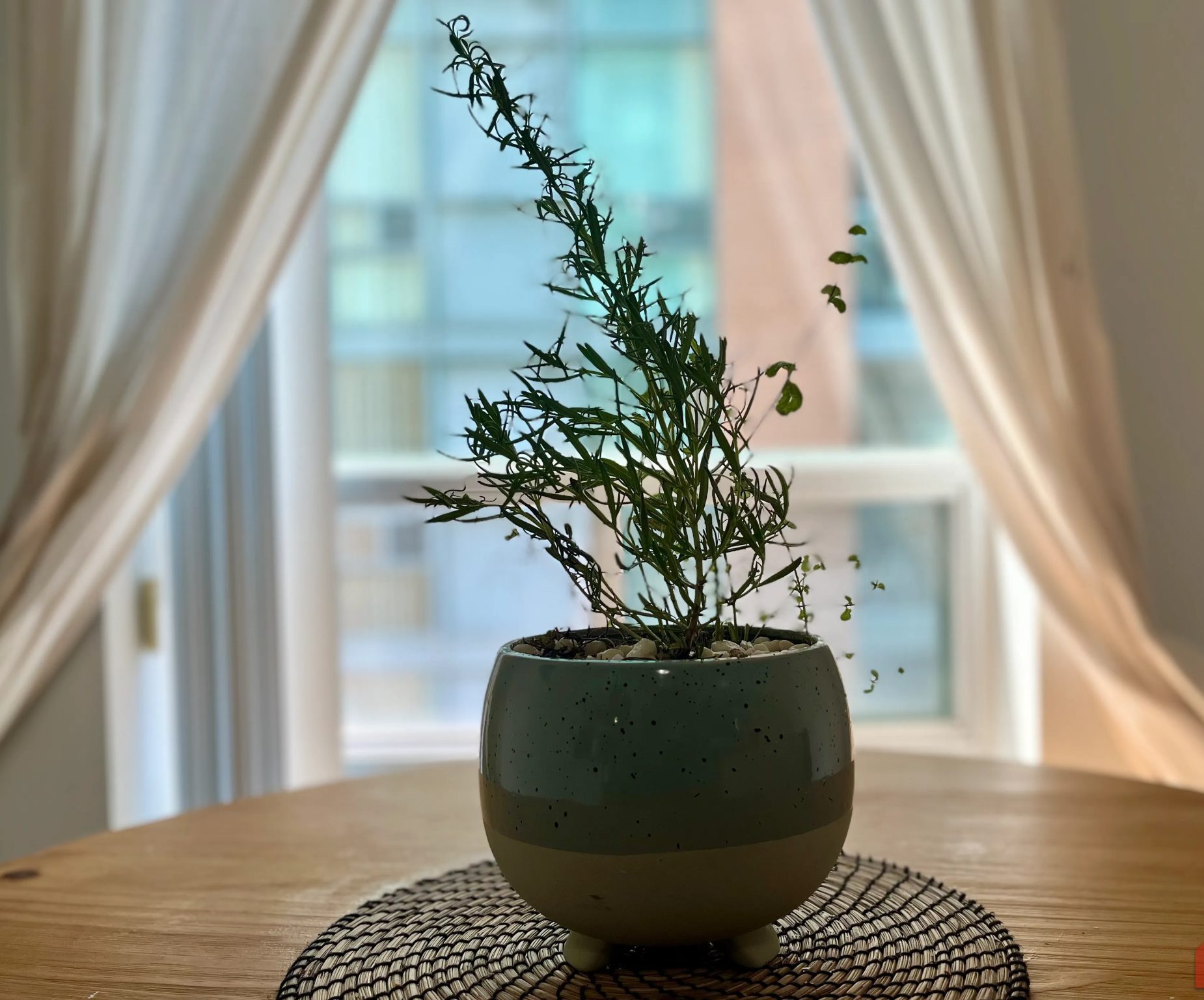 وعاء زرع يحتوي على إكليل الجبل والنعناع موضوع على طاولة طعام