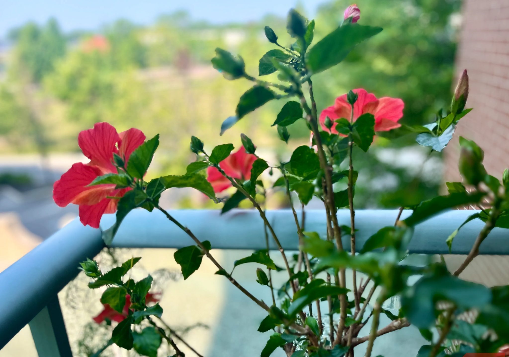 نبات الكركديه مع الزهور