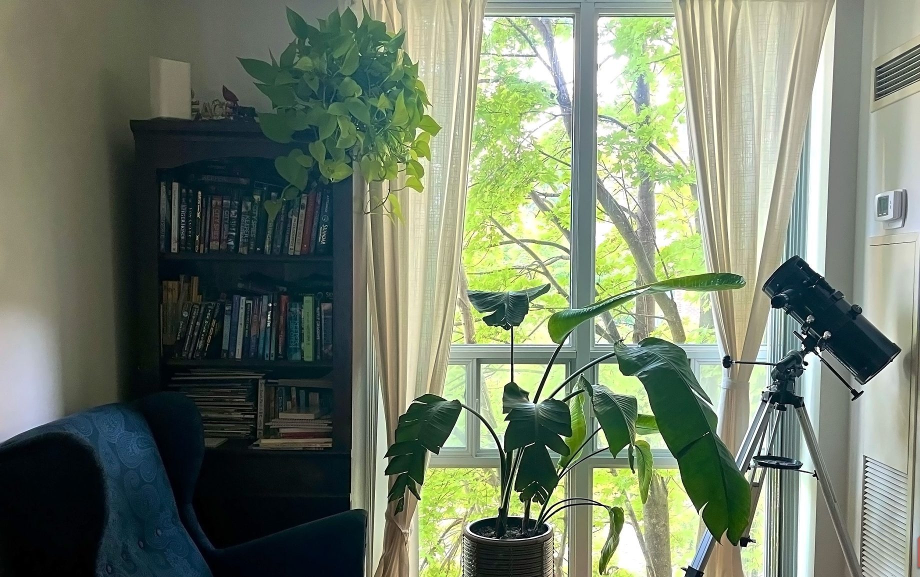 غرفة معيشة تعرض نباتات داخلية