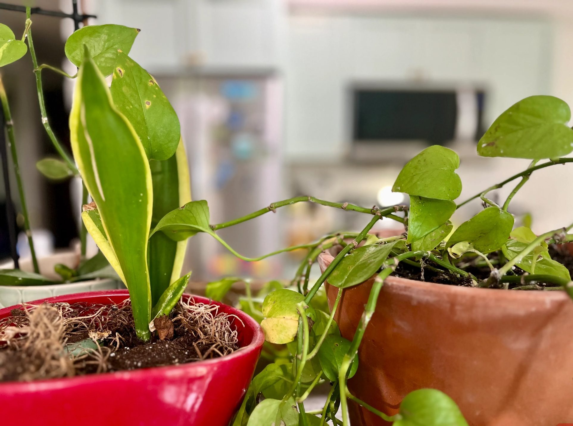 Plants in different pots