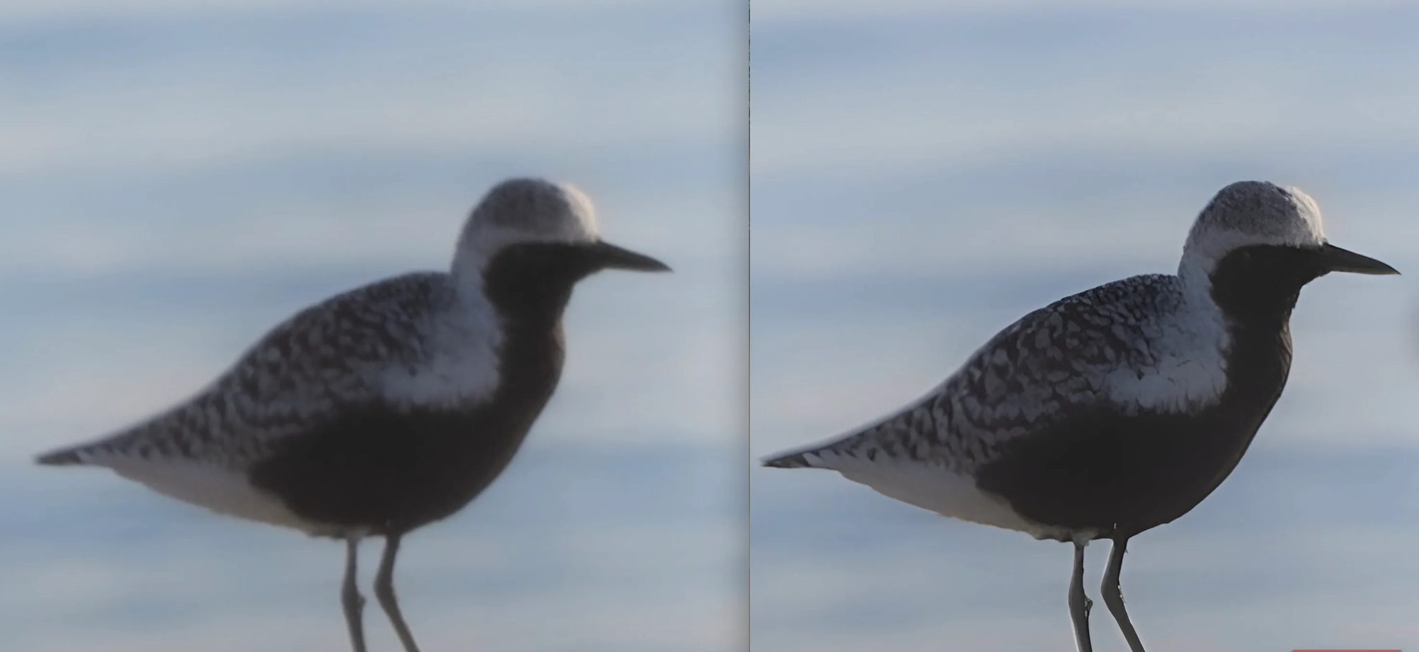 Plover-Before-After-Upscale