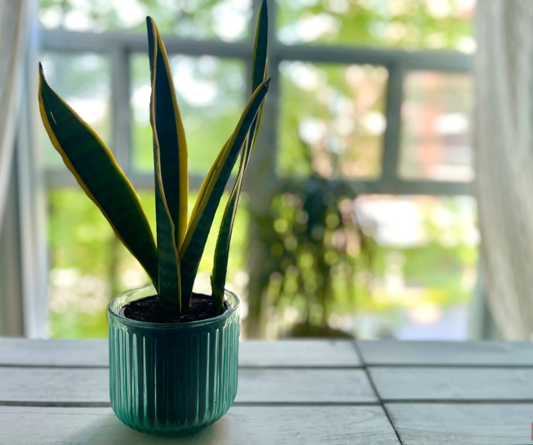 صورة مقربة لنبات الثعبان موضوع بالقرب من النافذة