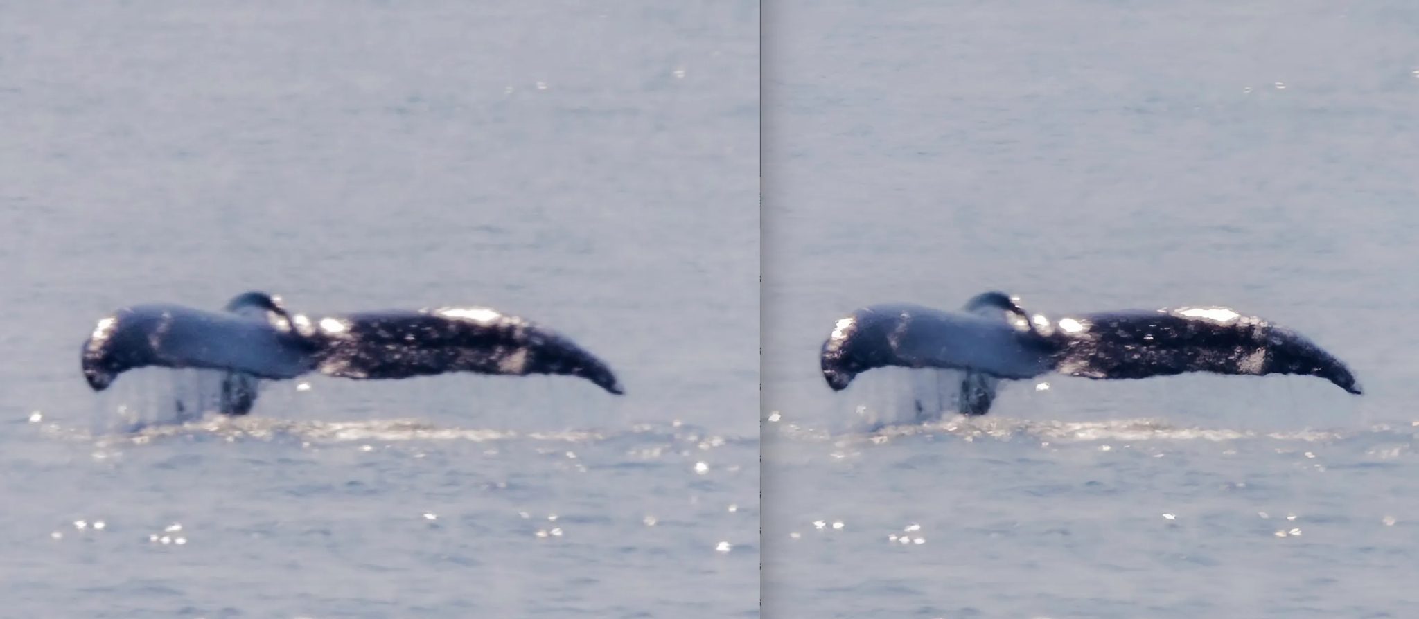 Whale-Before-After