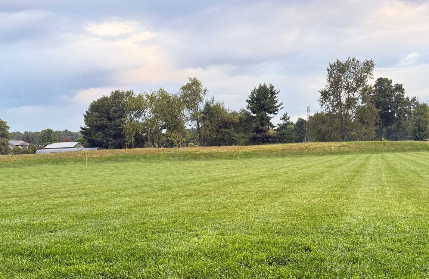 backyard green grass with trees in background