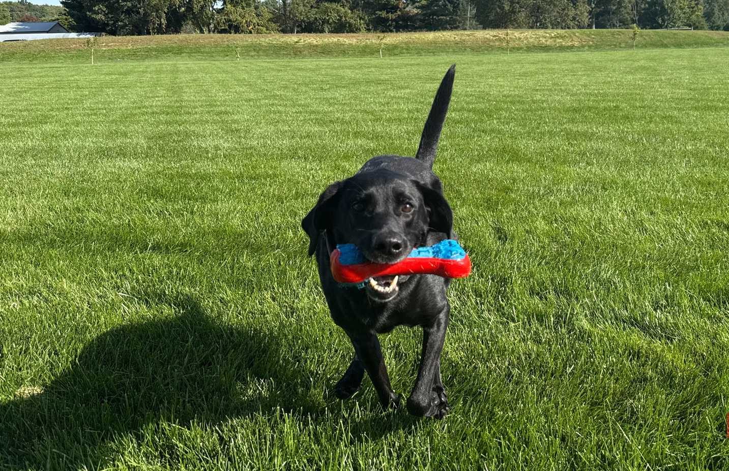 bella running with blue and red dog toy