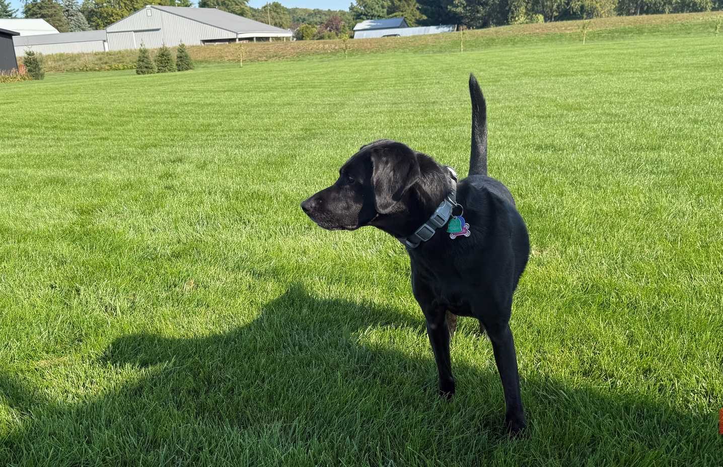 Bella standing in grass profile wearing Halo Collar 2
