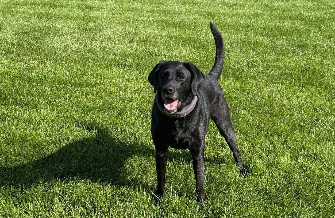 Bella standing in grass wearing halo collar 2