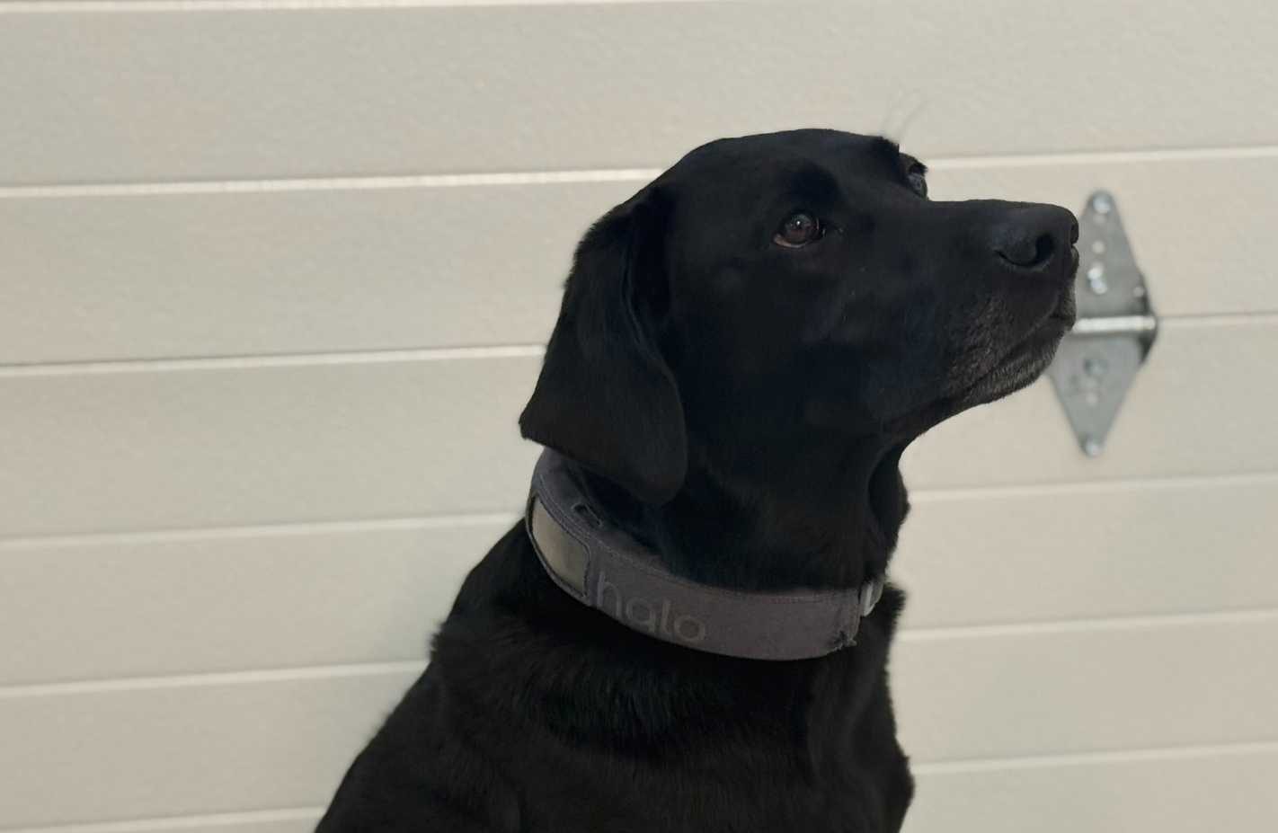 Bella wearing halo collar 2