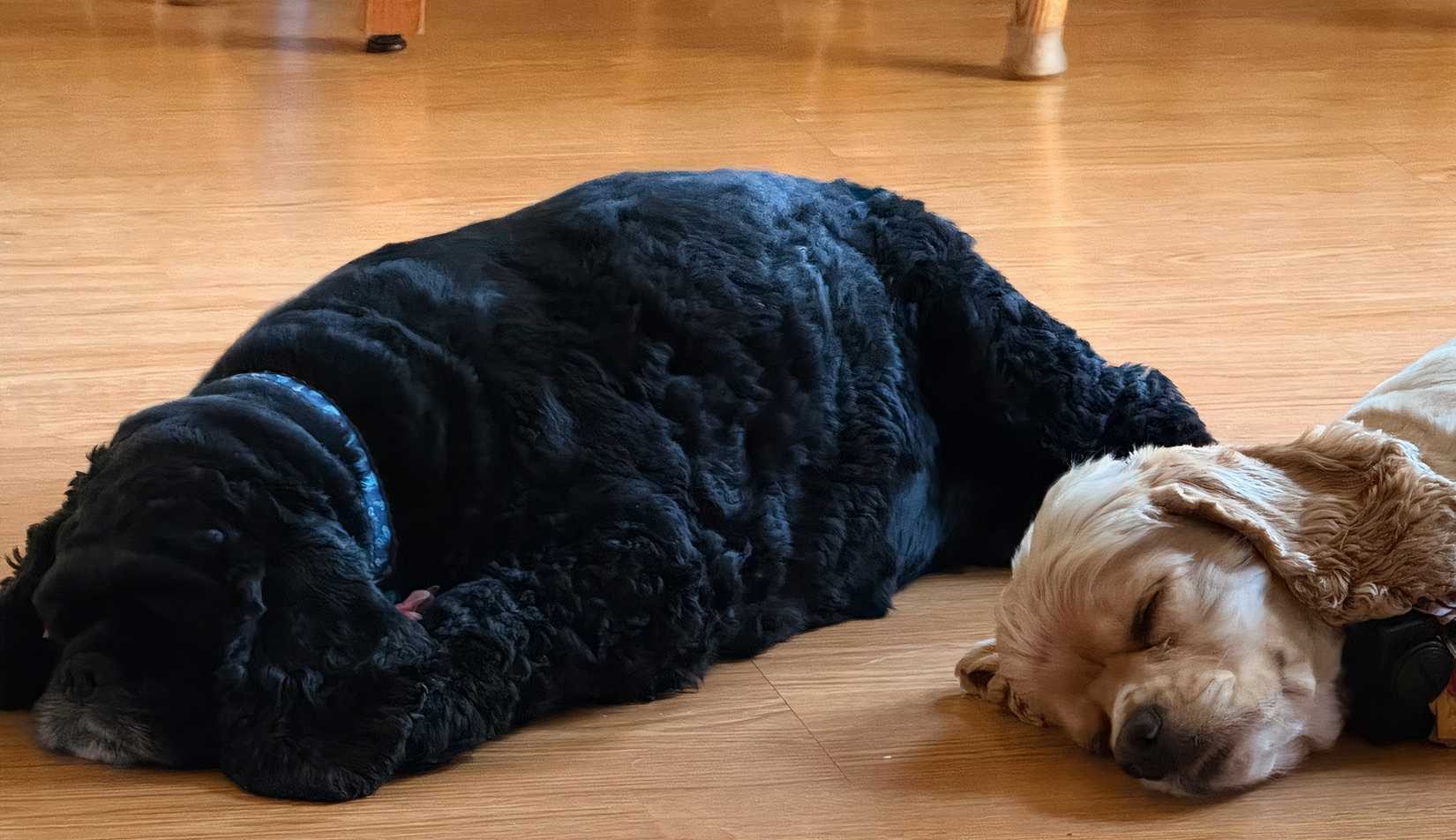 كلبان من فصيلة كوكر سبانيل باللونين الأسود والبني الفاتح مستلقيان على أرضية المطبخ.